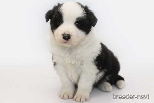 成約済の神奈川県のボーダーコリー-359955の2枚目